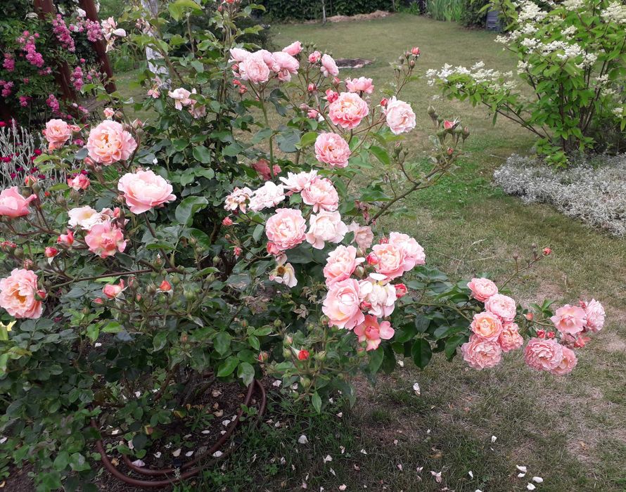 Działkę w ROD Nowe Życie sprzedam