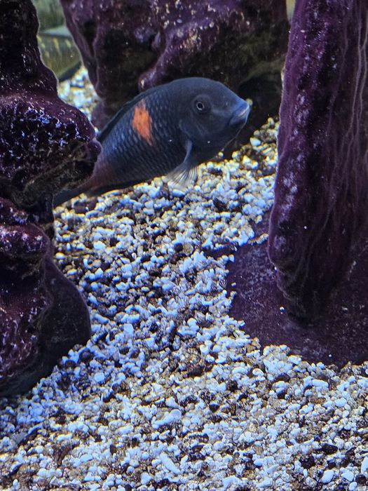 Lago Tanganika casal Tropheus Bulu Point 
do lago Tangani