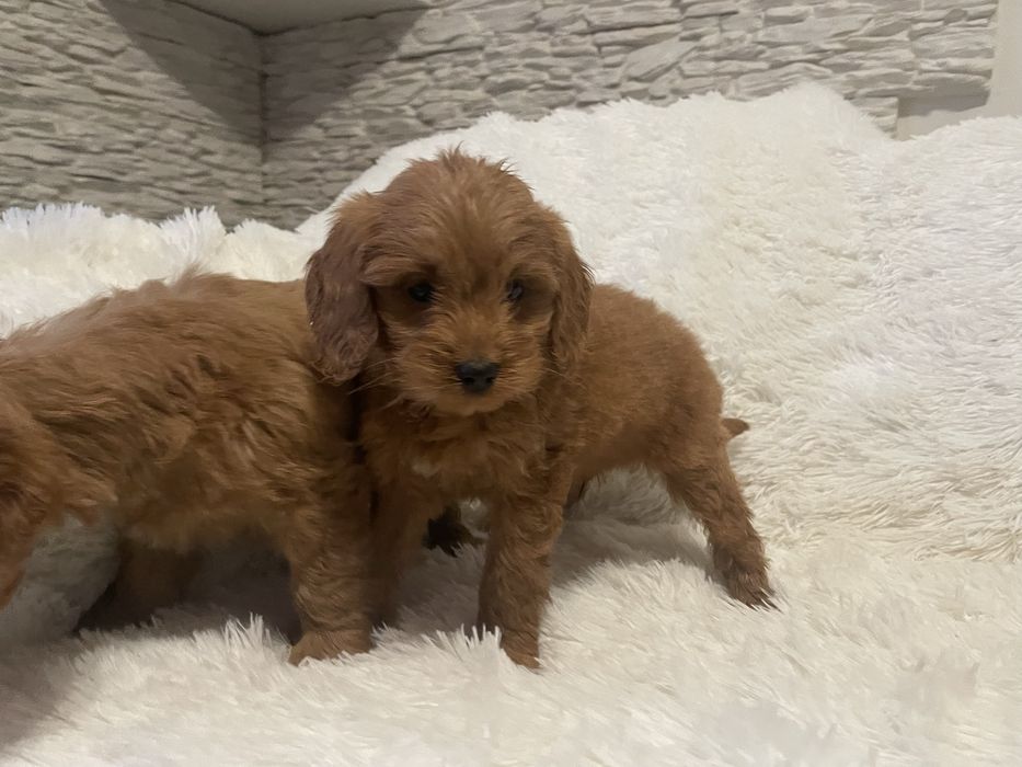 Cockapoo szczeniaki
