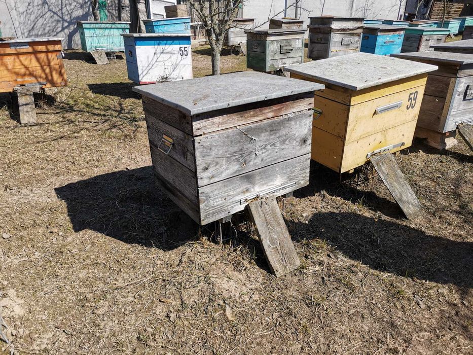 Продам бджолині сімї