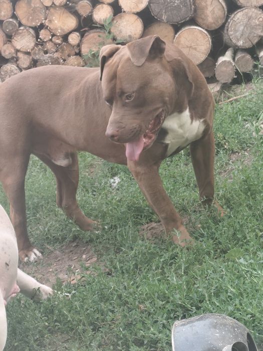 Oddam za darmo pieska