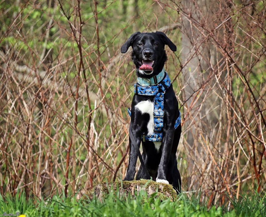 Młody i aktywny Mailo szuka domu