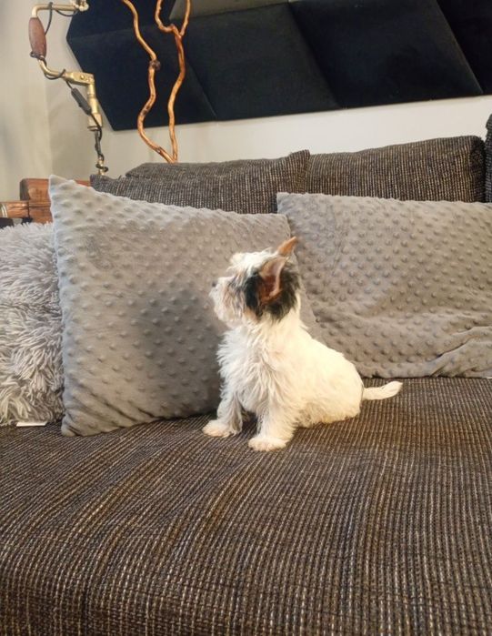 Mini suczka Yorkshire Terrier Biewier