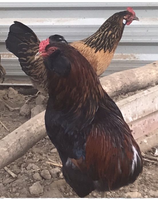 Jaja legowe od kur ozdobnych;   padewskie trojkolorowe i inne