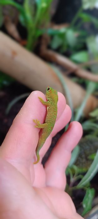 Gekon zielony Madagaskarski