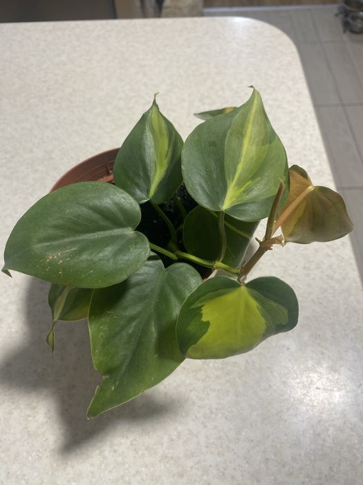 Філадендрон Бразіл , епіпремнум Неон