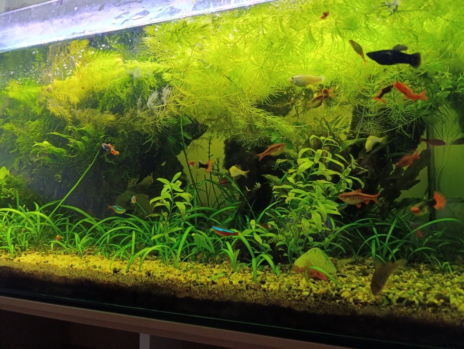 Aquário completo para venda