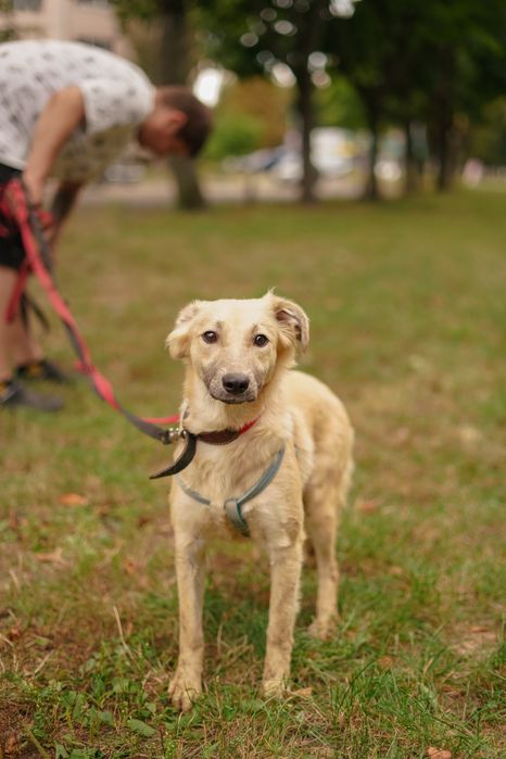 Ніжна собачка Верона хоче додому!