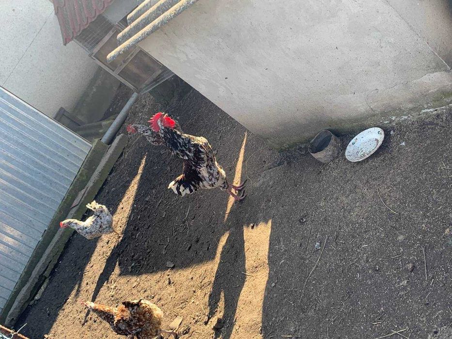 Кури. Яйця курей. Амрокс і Лівенська ситцева.