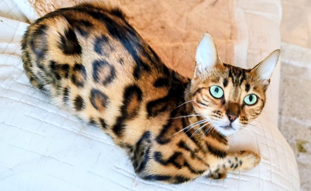 Gatinha  Bengal 2  meses