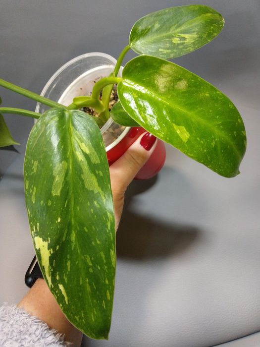 Philodendron Jose Buono