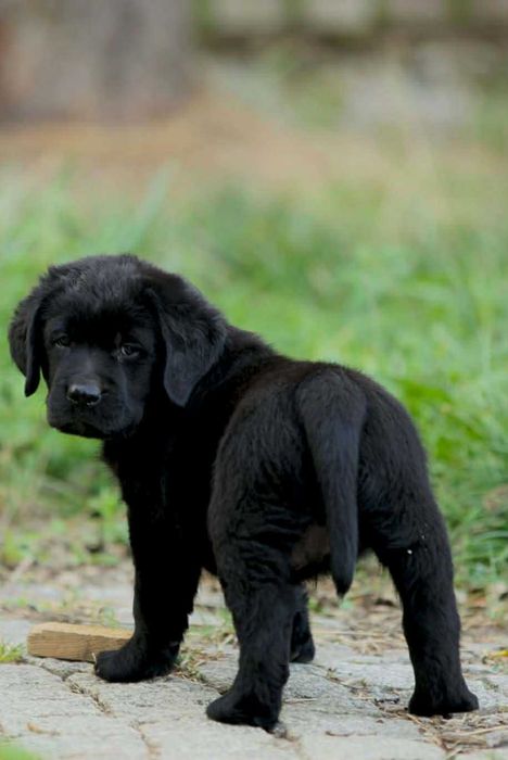 LABRADOR - super dzieciak