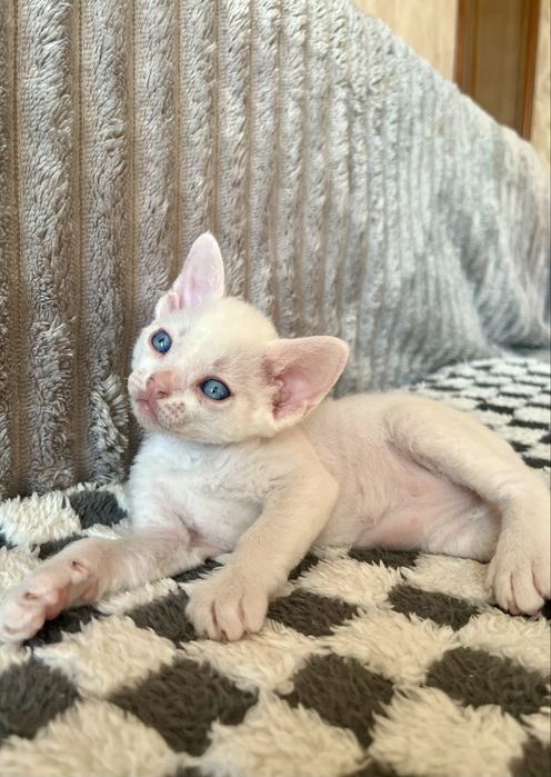 Котик Девон Рекс