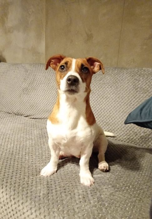 Jack russell terrier