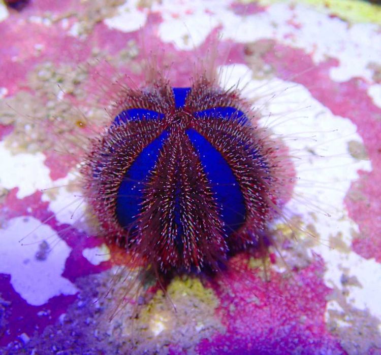 Mespilla globulus - jeżowiec - akwarium morskie