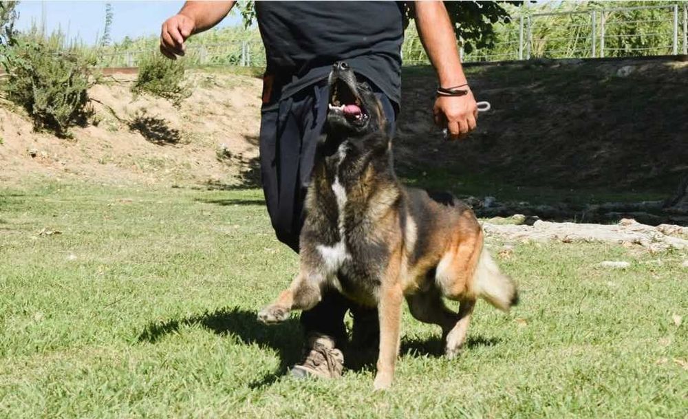 Pastor Belga Malinois