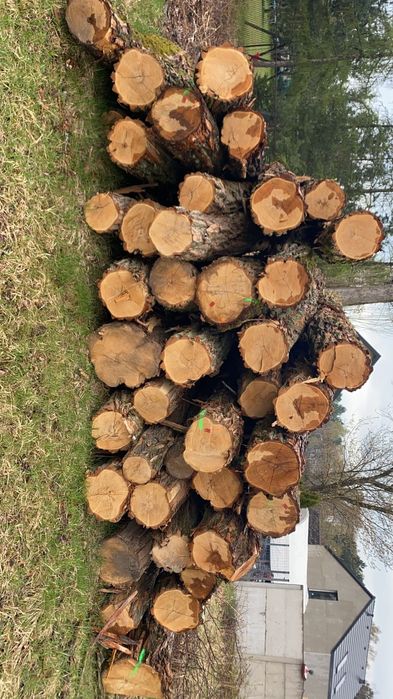 AKACJA sprzedam Akacje Drewno Akacjowe