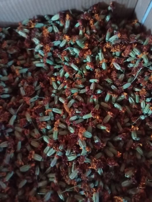 Чорнобривці квіти сухі, 2025рік