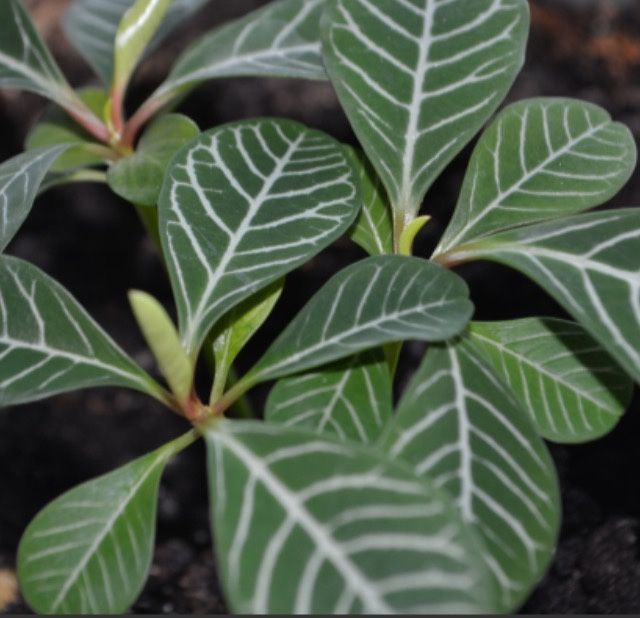 Продам вазон молочай біложилковий