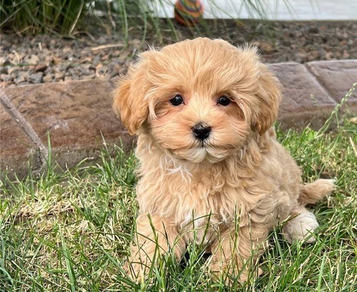 Мальтипу — маленька радість у кожному дні