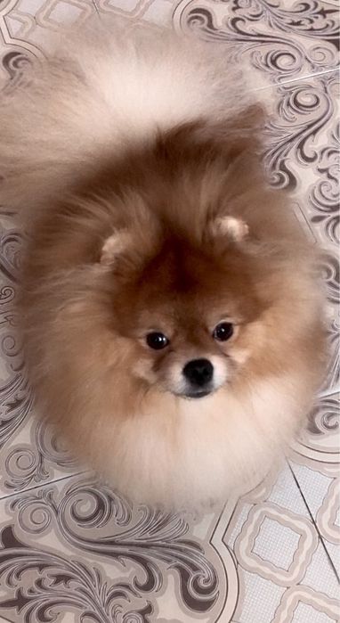 Хлопчик 9 міс. КСУ.