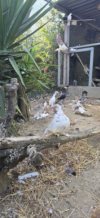 Pombos cambalhota,  tambores da bulgária , gravatinhas e  cabeleiras