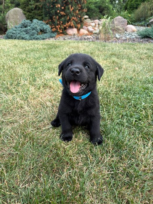 Szczeniak Labrador Retriever suczka gotowa do odbioru