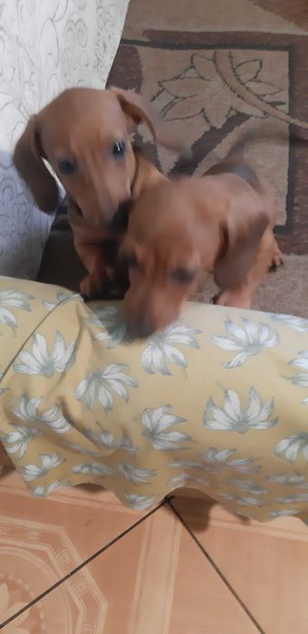 jamnik króliczy -miniatura Piesek Gucio