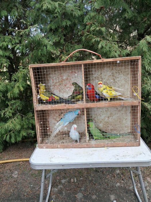 Sprzedam ptaki ze zdjecia