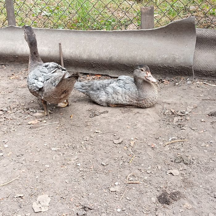 Продаються індокачки