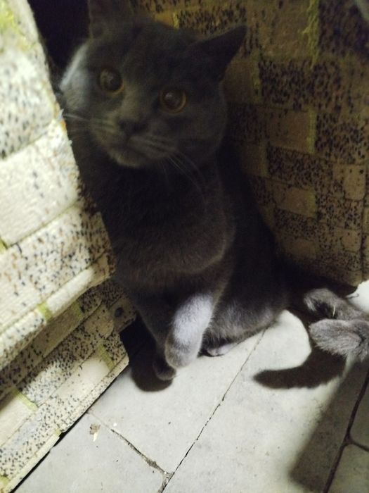 Шотландські кошенята