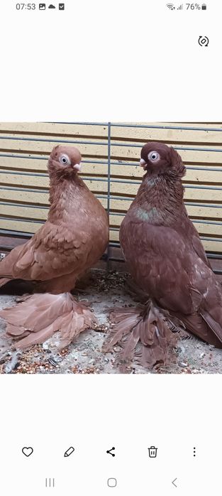 Wywrotki Para. Samniec czerwony samica żółta