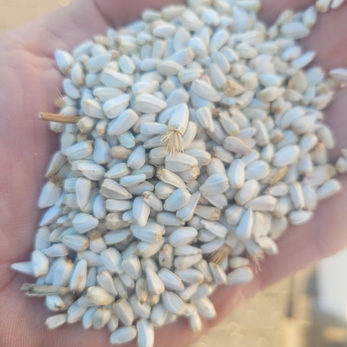 Krokosz barwierski 25kg zbiór 2025