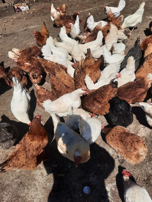 Kury nioski z jajkiem .Krosno