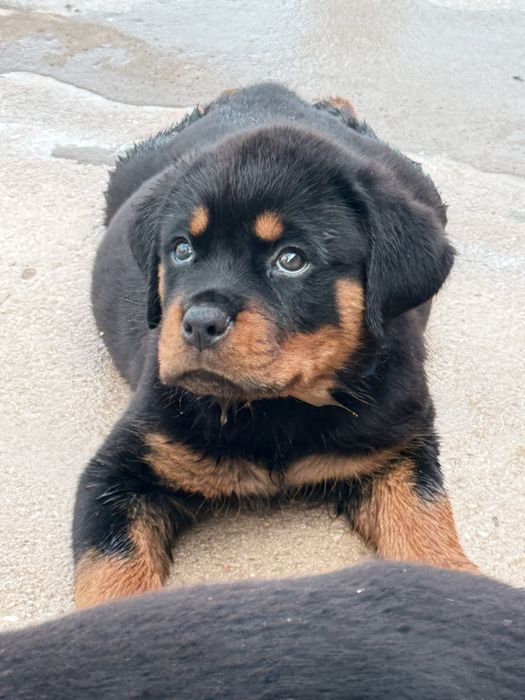 Rottweiler com LOP – Excelente Linhagem