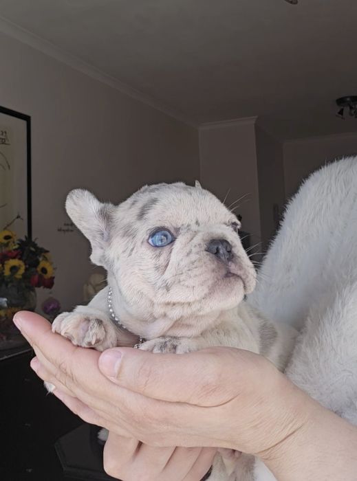 Bulldog Francês Lilac Platium merle