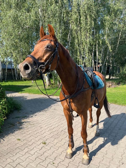 Walach HANOWERSKI małego sporu dbd RTG