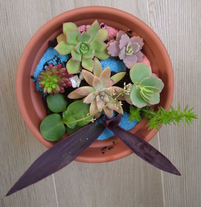 Vaso com Suculentas