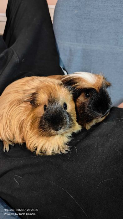 Породисті Морські свинки.