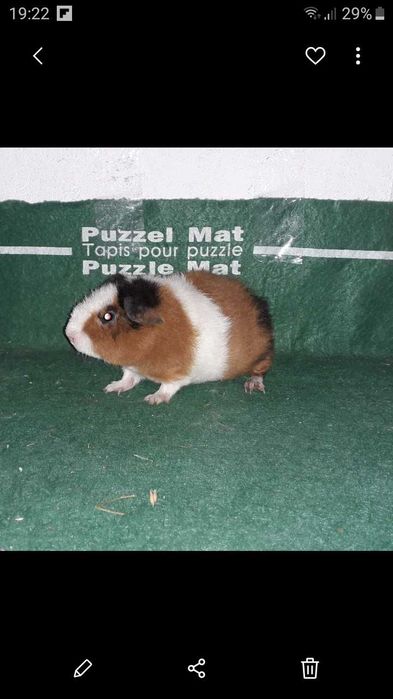 Американська Тедді