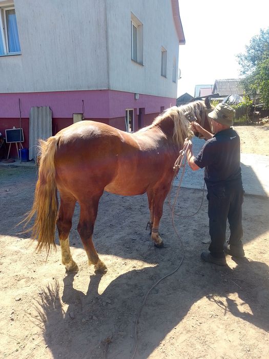 Продається жеребець