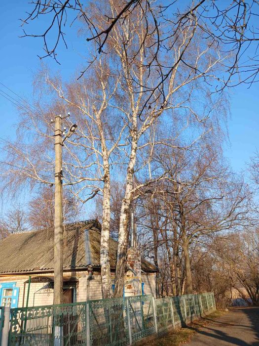 Спил дерев . Обрізка дерев.