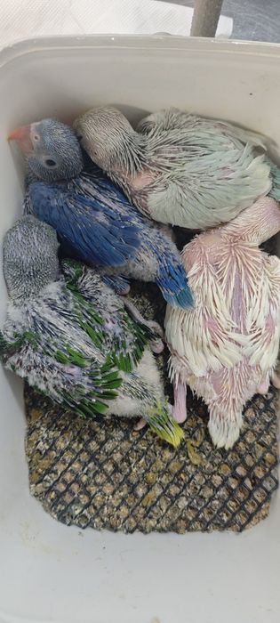 Ring necks bebés