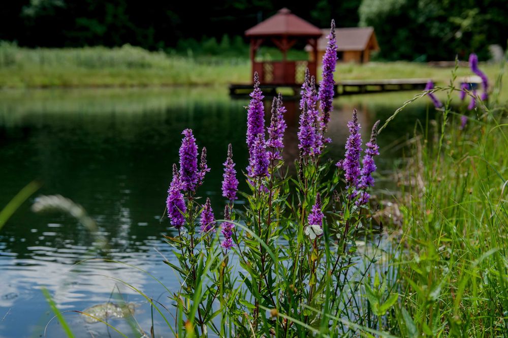 Ferie, zima, domki, noclegi, jacuzzi, sauna, kominek, balia