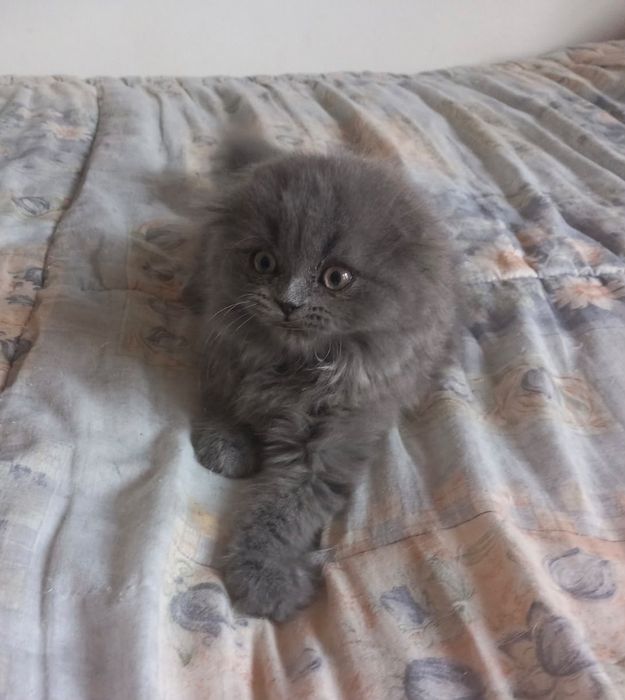 Scottish Fold Longhair