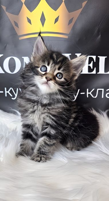 Хлопчик Гепард шоу класу