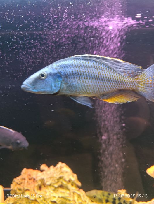 Хаплохромис длиннорылый, ацей итунги