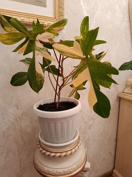 Magic Mack variegated