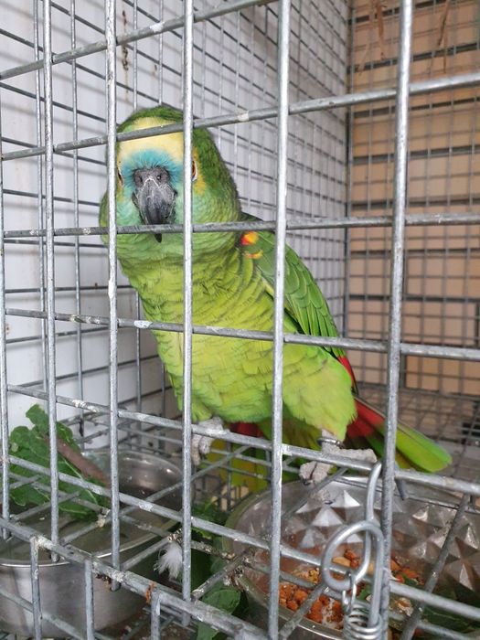 Papagaio Amazona aestiva macho