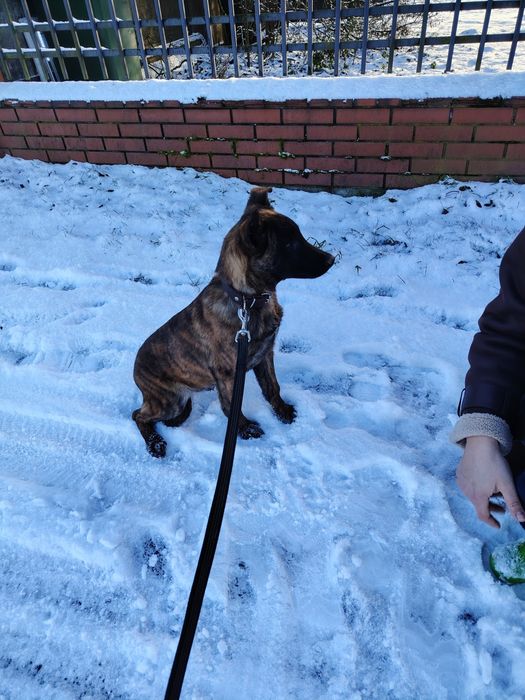 Owczarek Holenderski